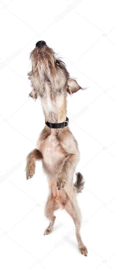Funny Dog Standing