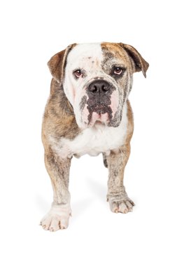 Özenli büyük Bulldog doğurmak köpek