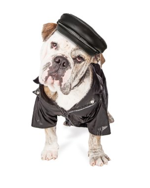 Komik motorcu Bulldog doğurmak köpek