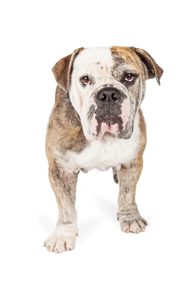 Grand chien de race Bulldog attentif — Photo