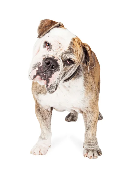 Zvědavý Bulldog plemeno psa — Stock fotografie