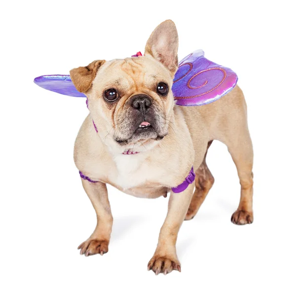 Dog Wearing Butterfly Wings — Stock Photo, Image