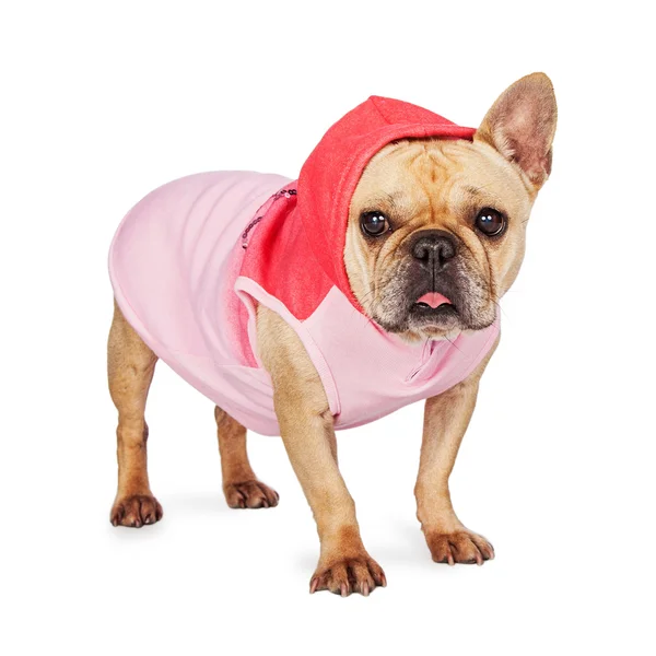 Französische Bulldogge mit rosa Sweatjacke — Stockfoto