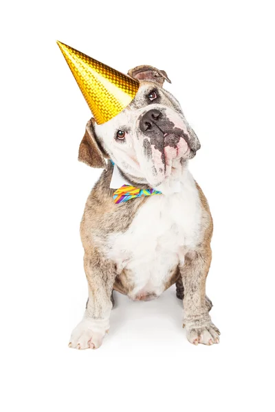 Divertido cumpleaños Bulldog cabeza inclinada — Foto de Stock