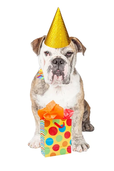 Bulldog engraçado com presente de aniversário — Fotografia de Stock