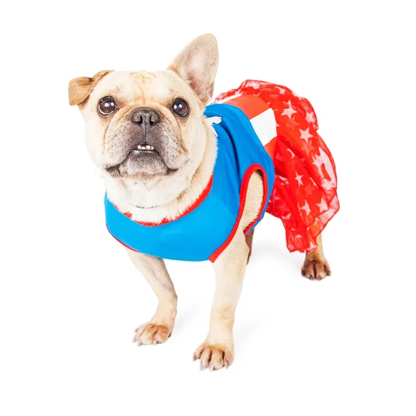 Lustige französische Bulldogge Superheld — Stockfoto