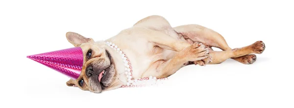 Tired Birthday Party French Bulldog — Stock Photo, Image