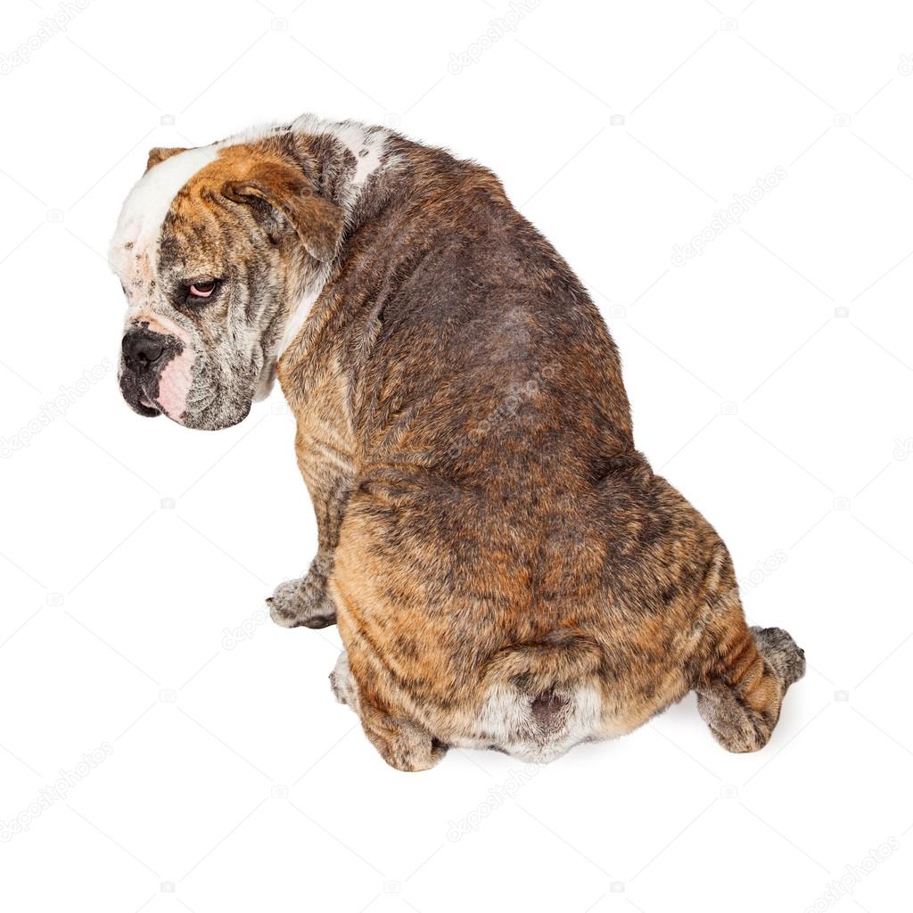 Backside of Dog With Mange