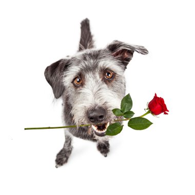 Mutlu köpek taşıma kırmızı gül