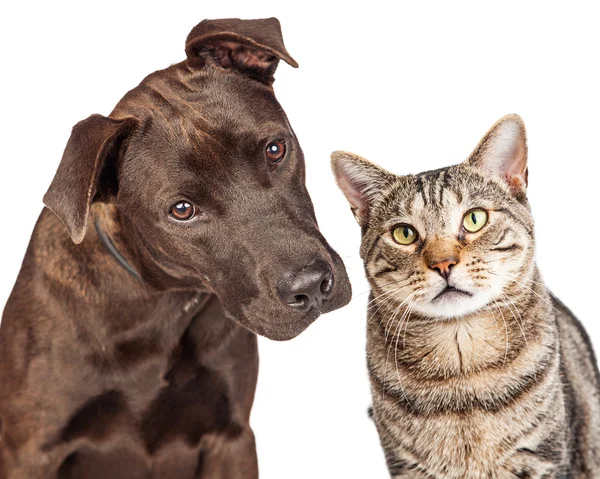 Niedliche Katze und Hund — Stockfoto