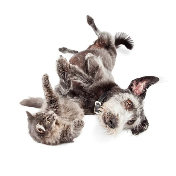 Gato juguetón y perro rodando alrededor — Foto de Stock