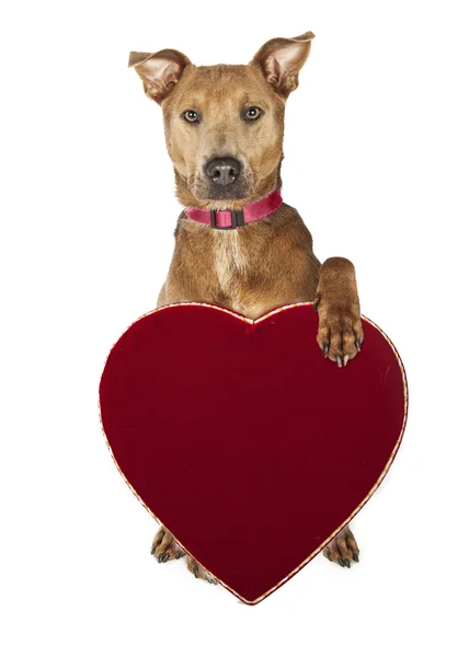 Cute Dog Holding Heart Box — Stock Photo, Image