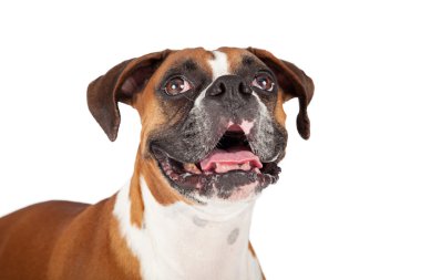 Boxer doğurmak köpek ağız ile açın
