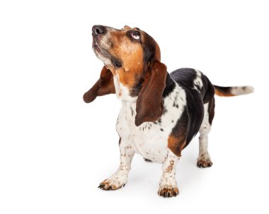 Meraklı Basset Hound Dog