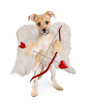 Sevimli küçük pis korkunç köpek yavrusu