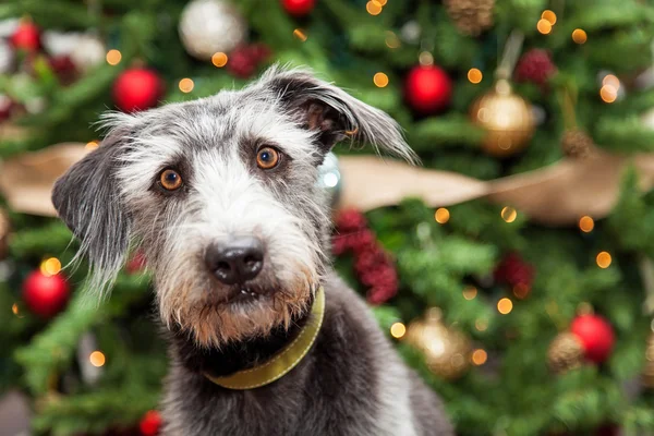 Teriér pes u vánočního stromu — Stock fotografie