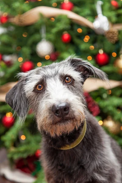 Erwachsene skrupellose Terrier und Weihnachtsbaum — Stockfoto