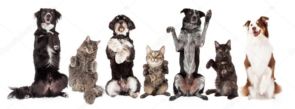 Row of cats and dogs together
