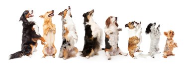 farklı cins köpekler