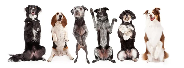 A row of six dogs together — Stock Photo, Image