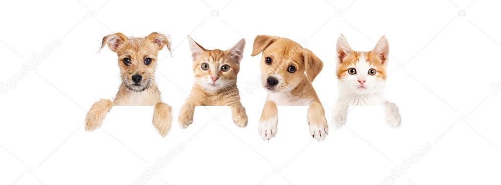 cute puppies and kittens