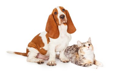 Basset tazı köpeği ve calico kedisi