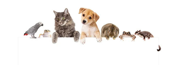 Row of domestic pets — Stock Photo, Image