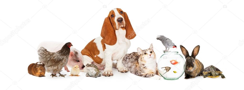 Large collection of domestic pets
