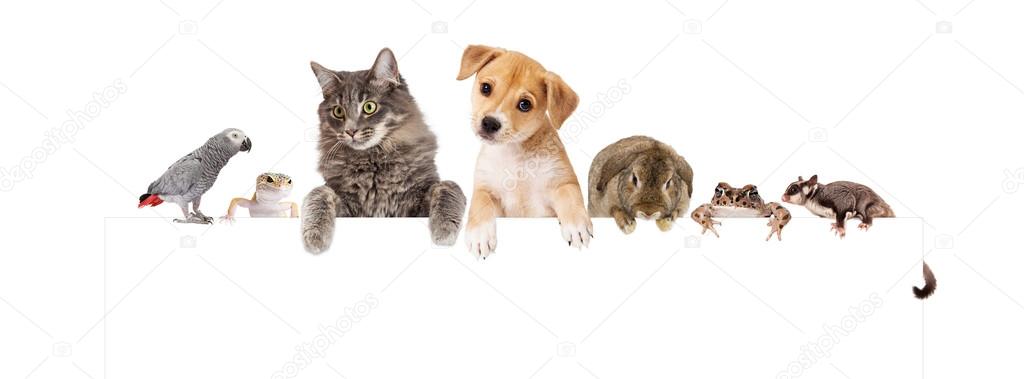 Row of domestic pets