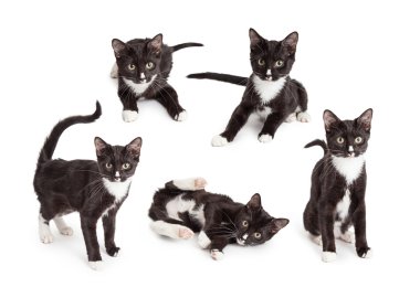 genç siyah ve beyaz kedi