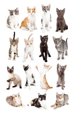 sevimli genç yavru kedi