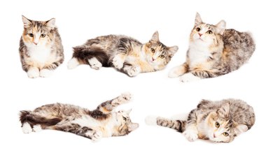 sevimli küçük Calico cins yavru kedi