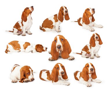 Basset tazı köpek yavrusu fotoğraf