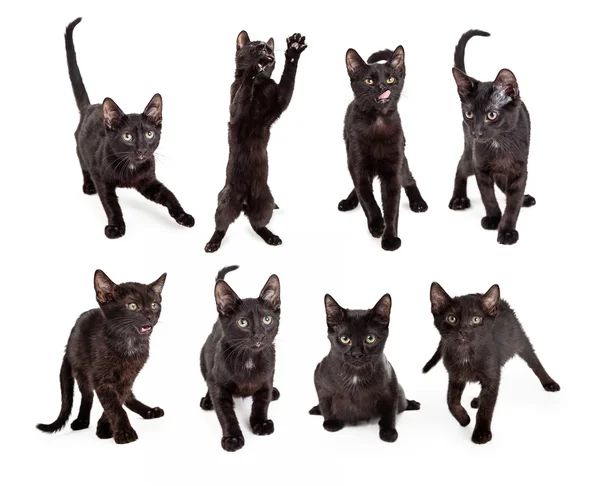 Süße junge schwarze Kätzchen — Stockfoto