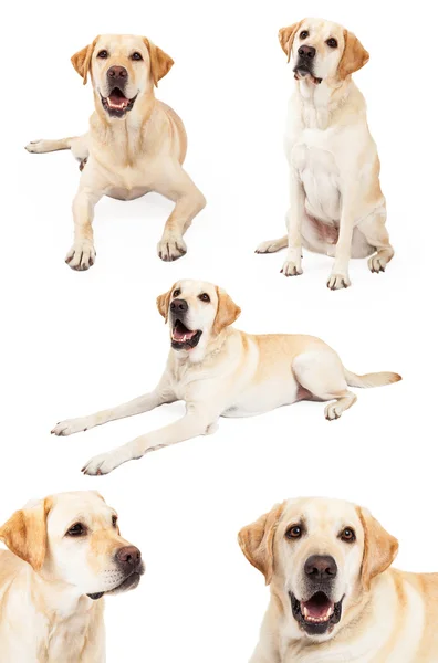 Foto giallo Labrador Retriever — Foto Stock