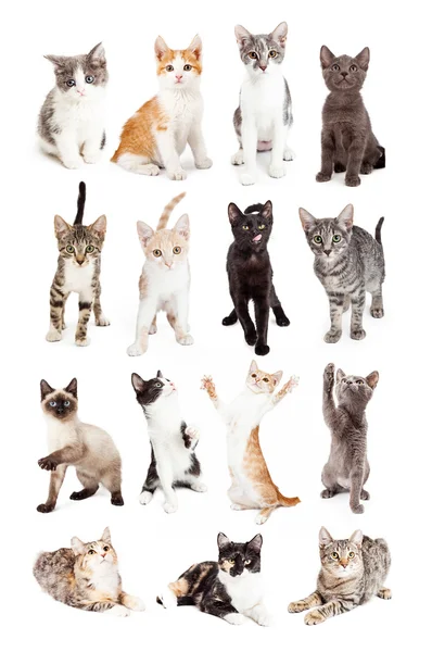 Adoráveis gatinhos jovens Imagens Royalty-Free
