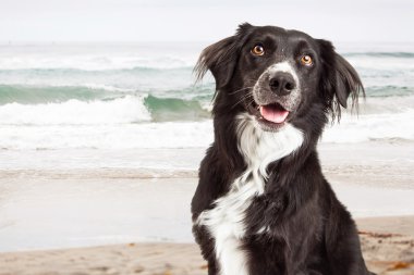 Plajda mutlu köpek