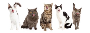 Row of five cats clipart