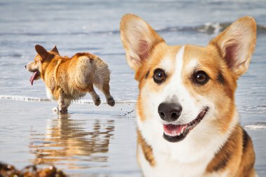 Corgi köpek kumsalda oynarken