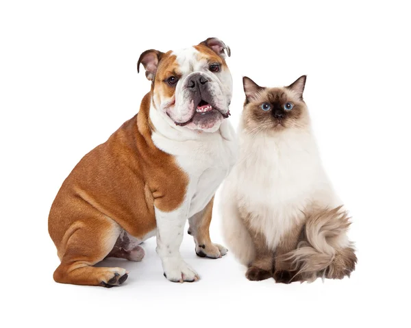 อังกฤษ Bulldog และ Ragdoll Cat — ภาพถ่ายสต็อก