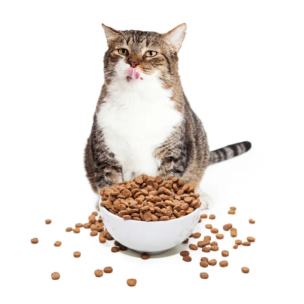 Gato adulto com excesso de peso e alimentos — Fotografia de Stock