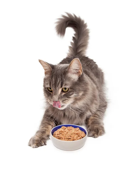 Gatto affamato Mangiare cibo — Foto Stock