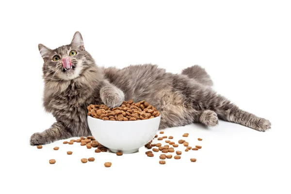 Gatto pigro Mangiare Cibo — Foto Stock