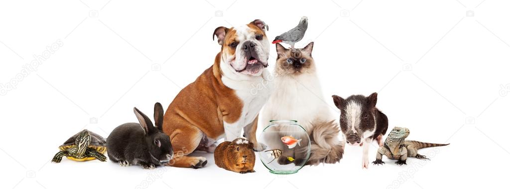 Fila de mascotas domésticas populares — Imagen de stock Fila de mascotas domésticas populares Imagen De Stock