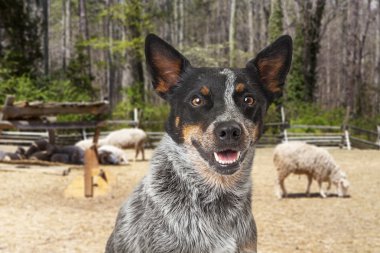 Avustralyalı büyükbaş hayvan köpek koyun ile