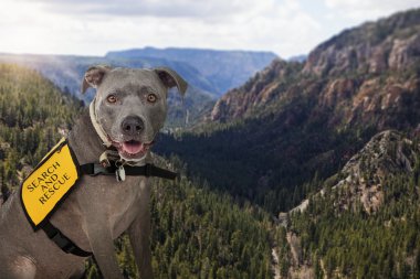 Search and Rescue Dog With Wilderness clipart