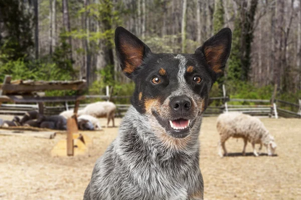 Australischer Rinderhund mit Schafen — Stockfoto