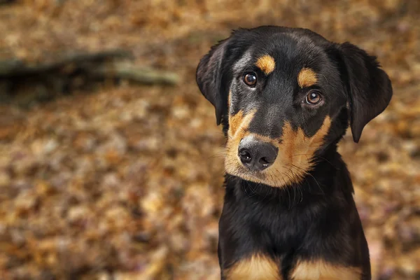 Rotweiller valp i höstlöv — Stockfoto