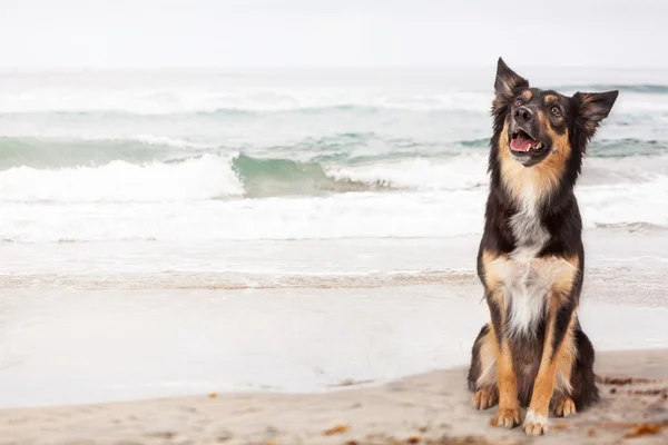 Blandras vallhund på stranden — Stockfoto