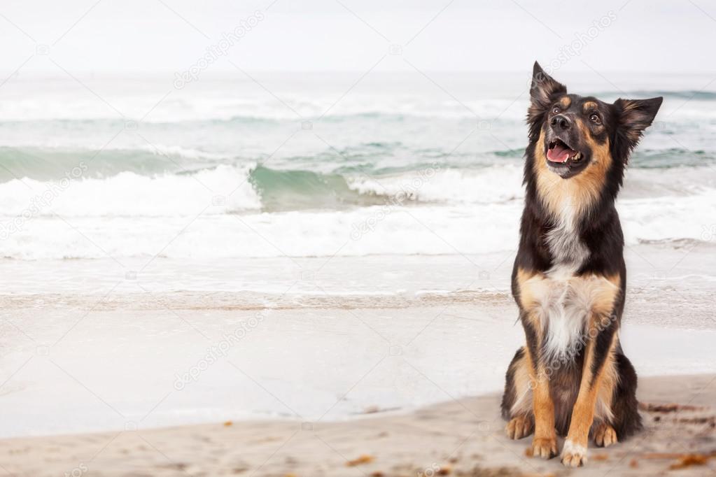 Shepherd Crossbreed Dog at Beach